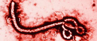 埃博拉病毒