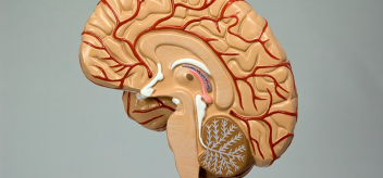 model of brain