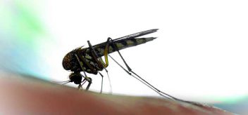 Learn about these common Zika virus facts and myths