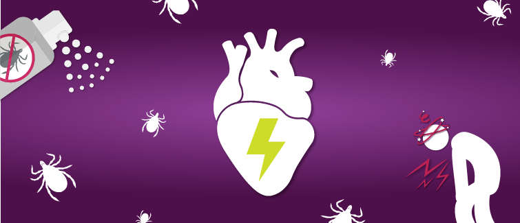 Lyme carditis: How does Lyme disease affect the heart?