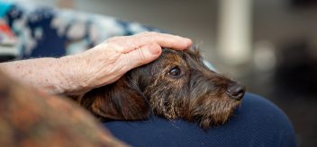 Learn how pet therapy helps those facing cancer