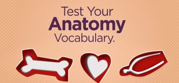 Test your vocabulary with this anatomy quiz