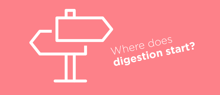 Where does digestion start?