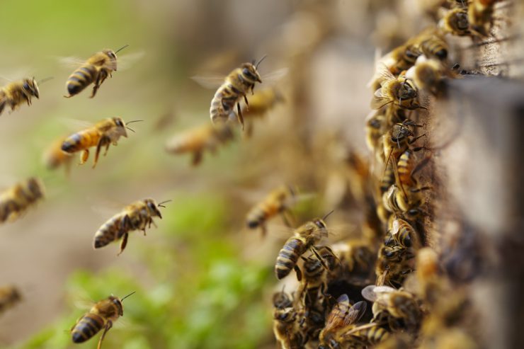 honey bees flying