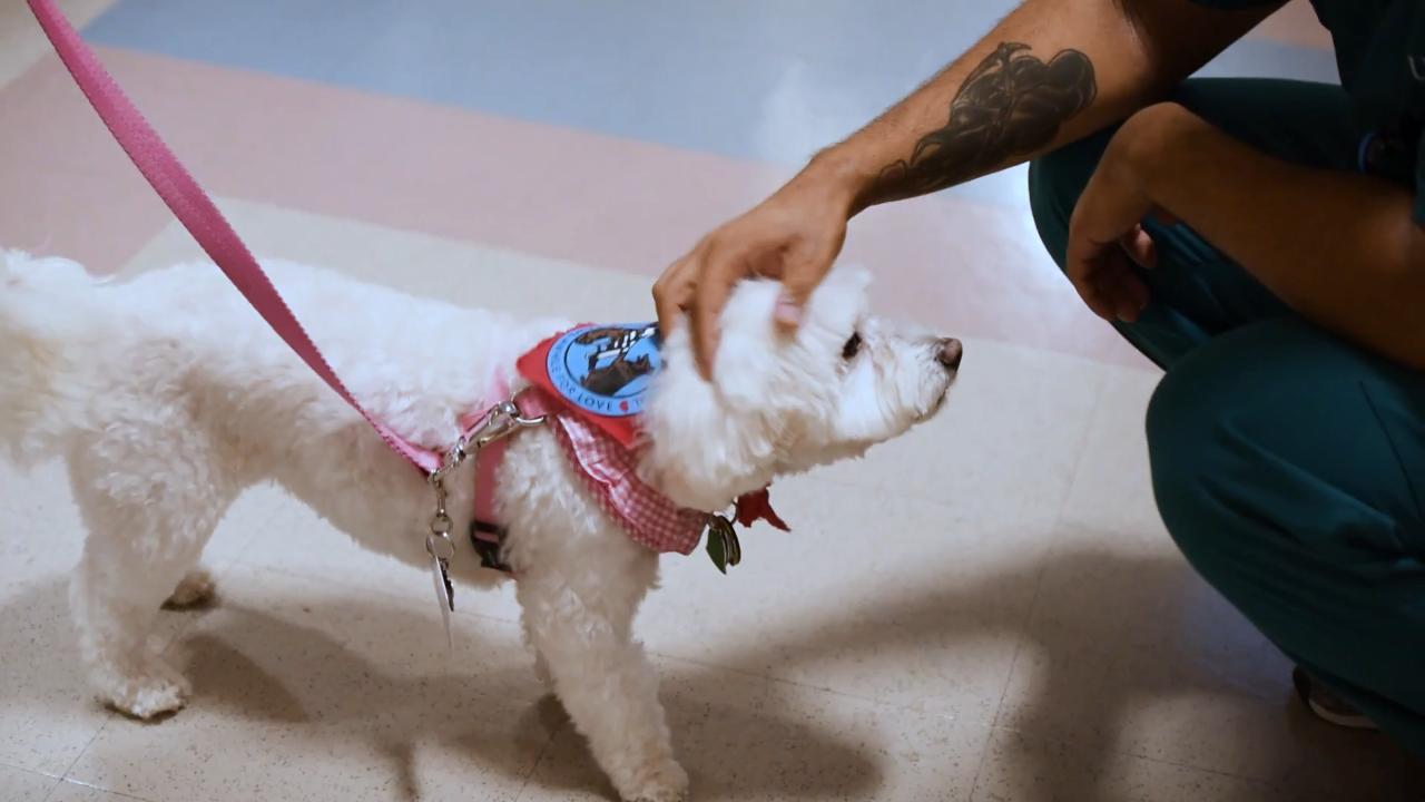 Meet Mootie, a long-time volunteer therapy pet at UPMC Hillman Cancer Center. Follow Mootie as she cheers up patients and staff members alike at Hillman.