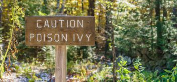 How to treat poison ivy at home.